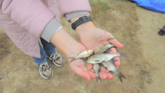 70 тысяч мальков рыбы-чистильщика выпустили в воронежский Битюг