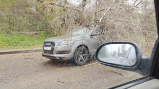 В Воронеже дерево рухнуло на Audi посреди проезжей части