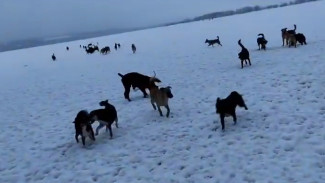 Воронежцы пожаловались на самовыгул 50 собак из приюта скандального зоозащитника