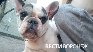 В Воронеже французского бульдога выкинули у гаражей