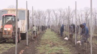 В Воронежской области стало больше мигрантов в сельском хозяйстве и промышленности