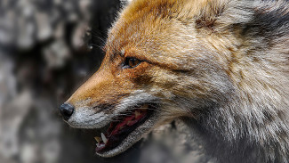 Жителей воронежского села предупредили о карантине по бешенству