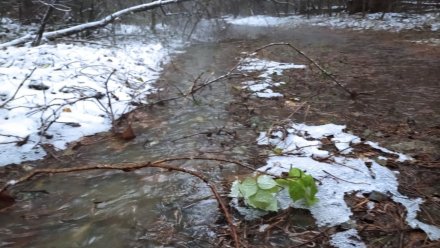 Канализационные стоки вновь затопили воронежский Северный лес