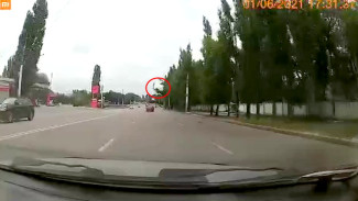 Воронежцы показали эффектное видео момента падения тополя на дорогу