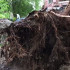 В Воронеже вырванное ураганом дерево упало на детскую площадку