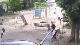 Нападение стаи собак на мальчика в Воронеже дошло до главы СКР