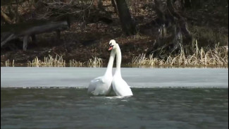 Танец влюблённых лебедей заметили на воронежской реке: появилось видео 