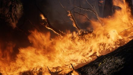 Площадь двух крупных природных пожаров в Воронежской области выросла до 170 га