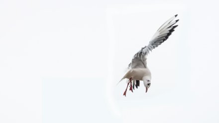 В Воронеже обнаружили заражённую птичьим гриппом мёртвую чайку