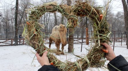 Питомцам Воронежского зоопарка подарили съедобные валентинки и игрушки