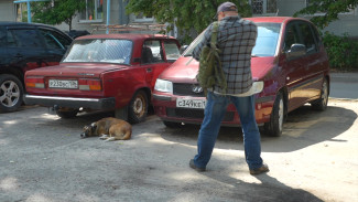 В Воронеже отловили вожака напавшей на мальчика стаи псов