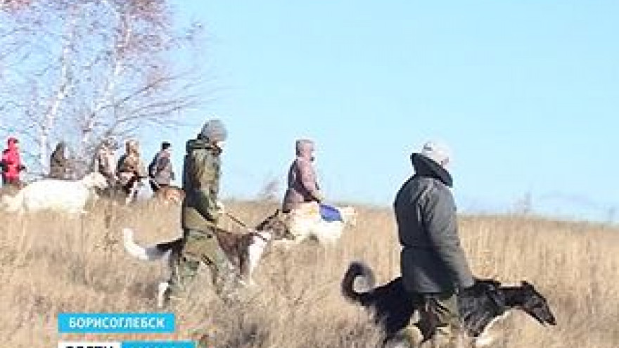 В Борисоглебске заводчики борзых соревновались в умении обучать животных