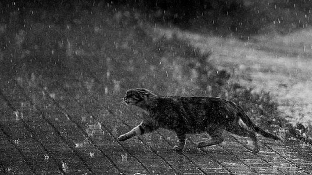 Кот под дождем Эрнест