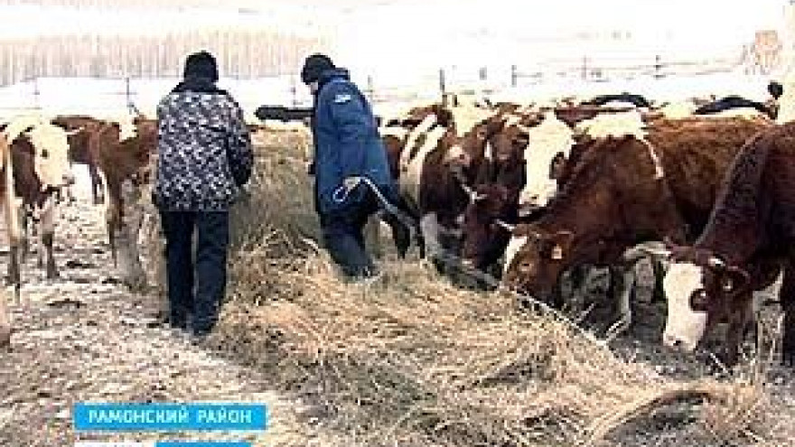 Проект "Мясная ферма" стартовал в селе Русская Гвоздевка