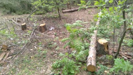 В воронежском лесопарке Оптимистов возобновили санитарную вырубку