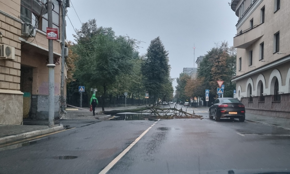 Упавшее дерево заблокировало половину дороги в центре Воронежа – Новости  Воронежа и Воронежской области – Вести Воронеж