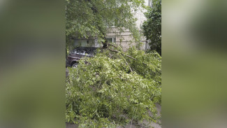 В Воронеже за день буря повалила два десятка деревьев