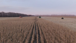 Около трети урожая кукурузы осталось убрать в полях Воронежской области