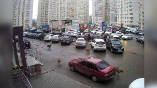 Главе СК доложат о нападении дворняг на ребёнка в Воронеже