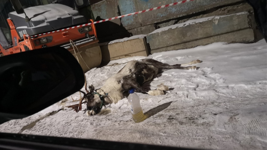 Воронежцы сообщили о гибели привязанного в промзоне обессиленного оленя