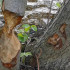 Деревья на Петровском острове в Воронеже стали жертвой семейства бобров