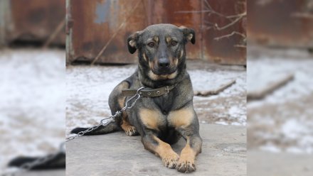 Собака сбежала из ветцентра во время массированной атаки ВСУ на Воронеж