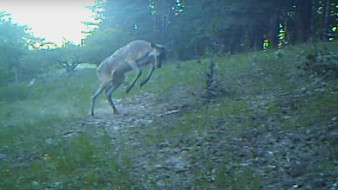 Бой благородного оленя с кустом сняли на видео в Хопёрском заповеднике