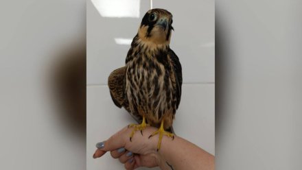 Чеглока спасли после травмы крыла в Воронежском заповеднике