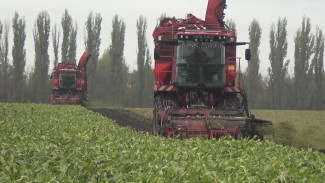 В Воронежской области собрали более 5 млн тонн сахарной свёклы