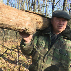 Экономят на дровах и очищают лес. Кто и как собирает валежник в Воронежской области