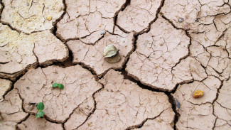 Метеоролог предупредил об угрозе летней засухи в Воронежской области