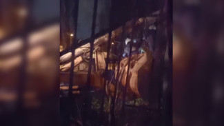 В Воронеже рухнувшее на многоэтажку дерево разбило окна в квартирах