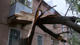 В Воронеже сильный ветер повалил 6 деревьев