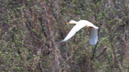 Аномально окрашенная утка вернулась на водоём в Воронежский заповедник