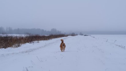 Синоптики предупредили о тумане и налипании мокрого снега в Воронеже