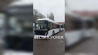 Воронежцам показали первые автобусы-гармошки