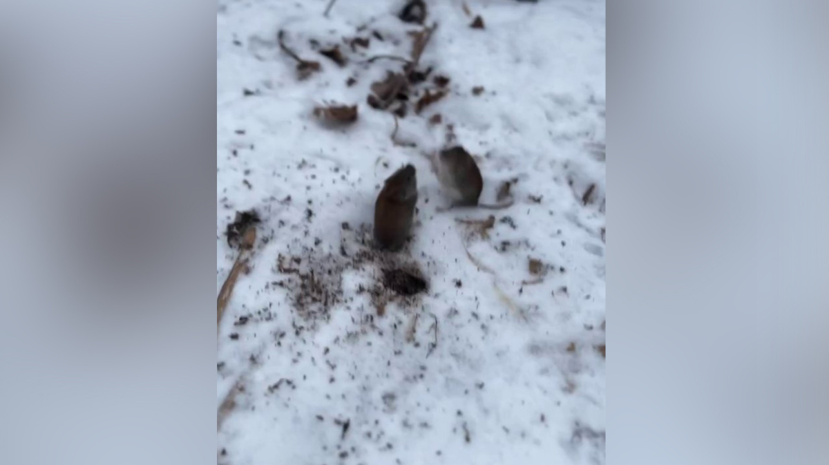 Воронежцы сняли на видео драку двух толстых мышей в «Олимпике» | 02.02.2023  | Воронеж - БезФормата