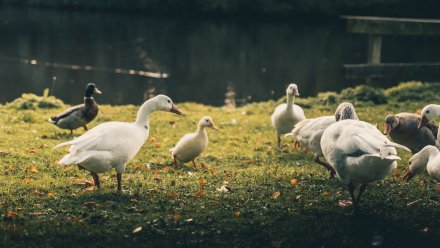Две свиньи и 12 уток погибли при пожаре в воронежском селе