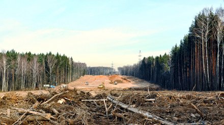 Строительство альтернативы проспекту Патриотов в Воронеже потребует вырубки деревьев