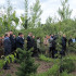 Почти миллион деревьев высадят на карбоновом полигоне в Воронежской области