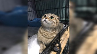 Воронежские ветеринары оценили состояние кошки с отрубленным хвостом