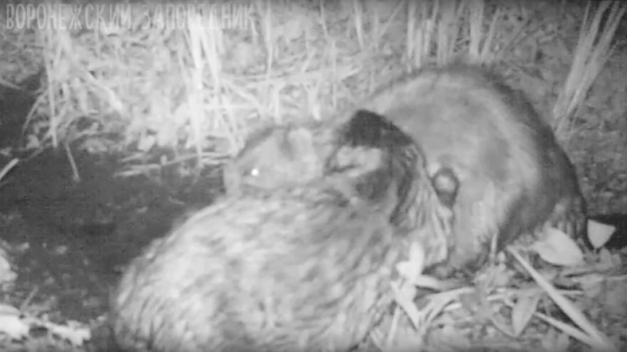 Воронежский заповедник поделился милым видео с самыми верными «в браке» животными
