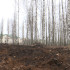 Общественный совет Семилук запланировал обратиться в СК после массовой вырубки деревьев   