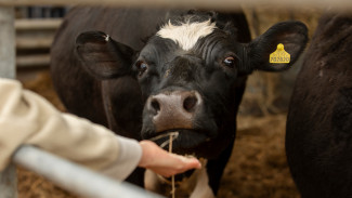 В Бутурлиновском районе ветеринару ужесточили приговор за взятки в полмиллиона