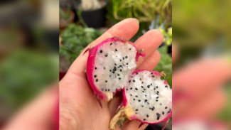 Мини питахайи созрели в Воронежском ботаническом саду 