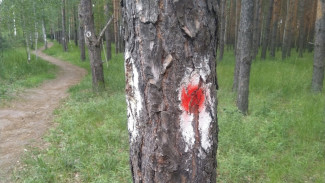 В воронежском микрорайоне в сосновом лесу появились странные отметки на деревьях