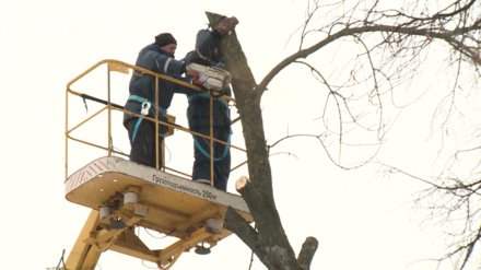 В Воронежской области десяткам гектаров леса угрожает уничтожение из-за вредителей