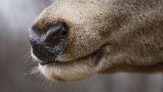 Карантин по бешенству ввели в двух воронежских сёлах до конца марта