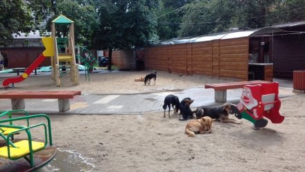 Воронежцы: «Свора бездомных собак оккупировала детскую площадку»