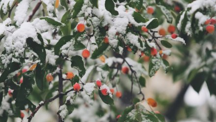 Новогодние каникулы в Воронежской области будут дождливыми и тёплыми